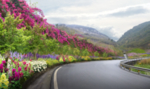 道路花境景观设计效果图