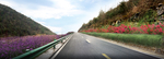道路花境景观设计效果图