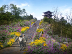 山坡花境景观设计效果图
