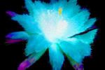 昙花艺术挂画
