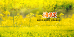 油菜花