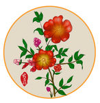 芍药花
