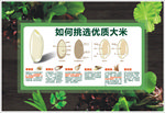 如何挑选优质大米