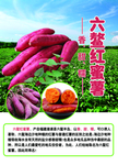 蜜薯 六鳌红蜜薯