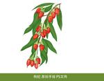 枸杞 手绘 中药 手绘草药