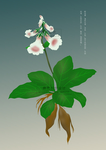 地黄 手绘地黄 百草集