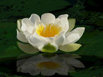 国画工笔画油画白莲花睡莲