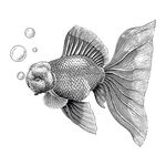 金鱼插画素材素描线描白描手绘
