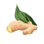 生姜手绘