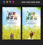 油菜花