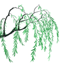 绿色插画植物柳树元素