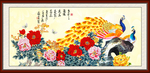 金色孔雀