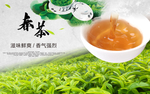 春茶