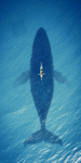 大海鲸鱼装饰画