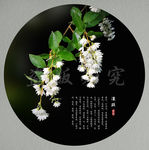 溲疏