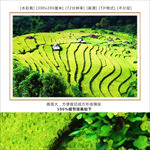 梯田风景画 梯田装饰画