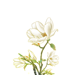 卡通插画植物花朵元素