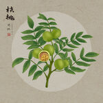 手绘核桃