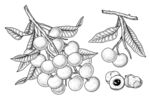 龙眼手绘素描插画
