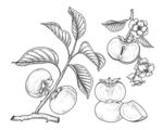 柿子手绘素描插画