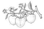 柿子手绘素描插画