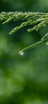 谷雨雨水树