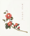 木棉花插画