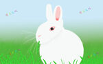 兔子