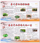 桑叶茶制作流程和家蚕发育周期