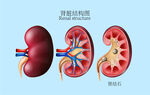 肾脏结构图