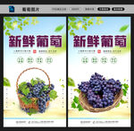 葡萄图片