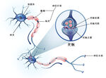 神经元突触