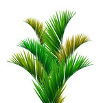 植物插画卡通元素