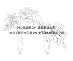 黄瓜插画
