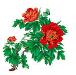 牡丹花