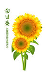 向日葵插画 