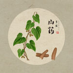 手绘山药