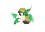 茶果手绘PSD分层免抠素材