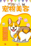 宠物
