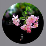 垂丝海棠