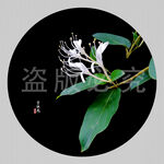 金银花