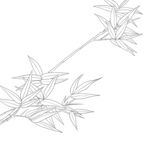 竹林