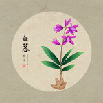 手绘白芨