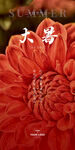 二十四节气-大暑