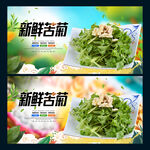 苦菊