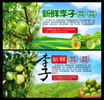新鲜李子