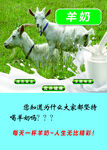 牛奶 
