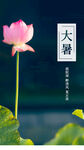 大暑24节气夏天夏至荷花海报