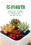 多肉植物海报