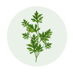 绿色植物艾草元素